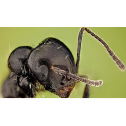 Komunikatorius GET LANLTE-M su antena - Duomenų Perdavimo Sprendimas